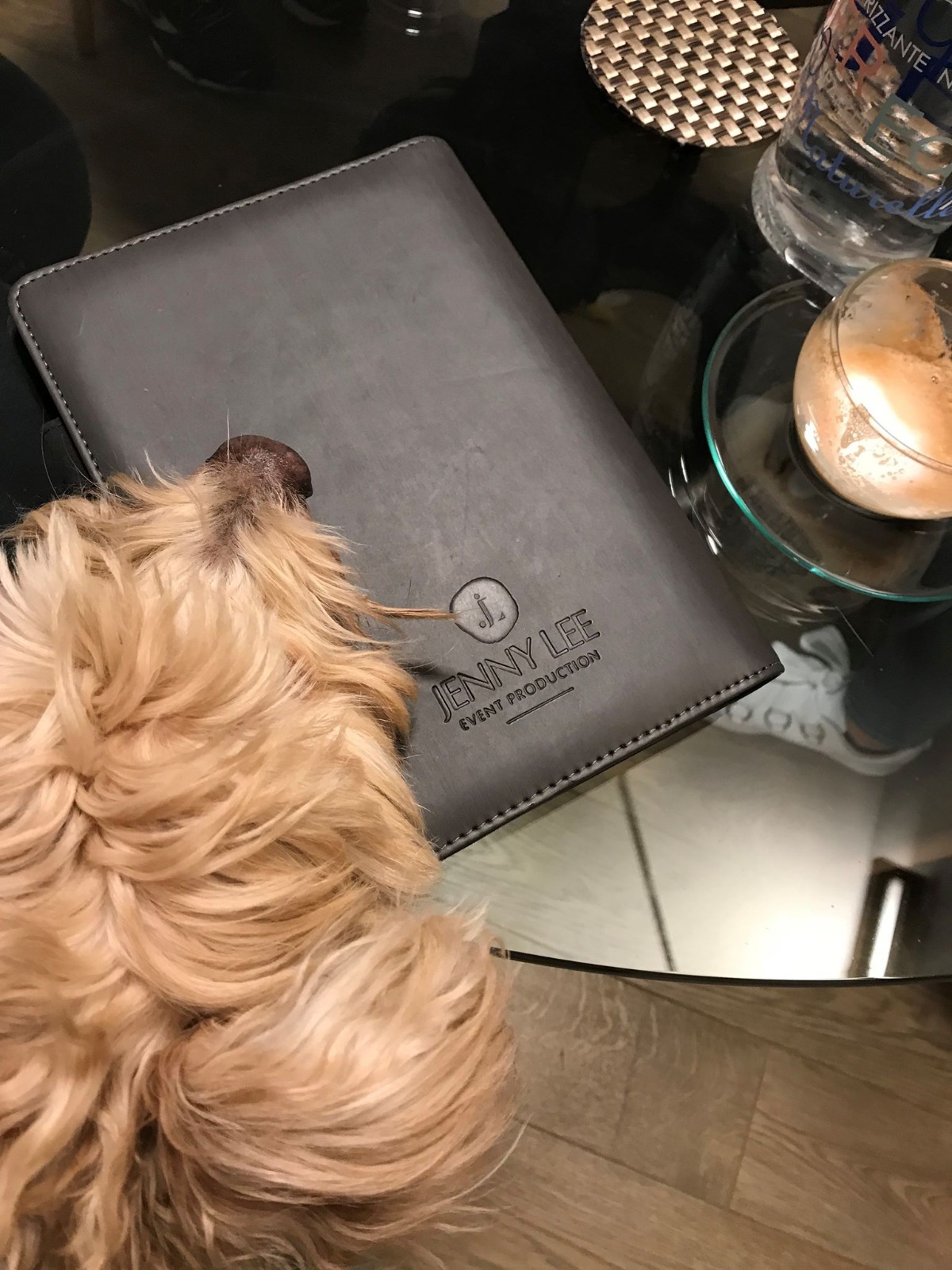 Small dog beside a Jenny Lee event production booklet.